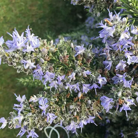 Petradoru LʼÎle-Rousse