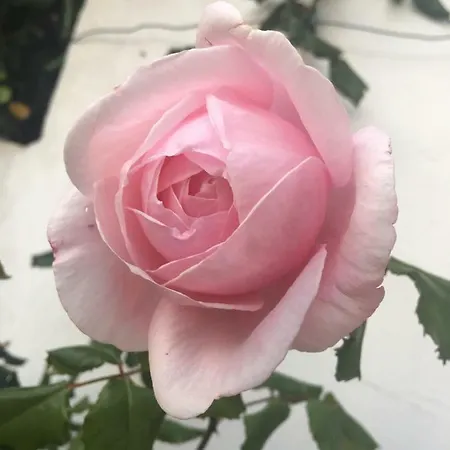 Petradoru LʼÎle-Rousse