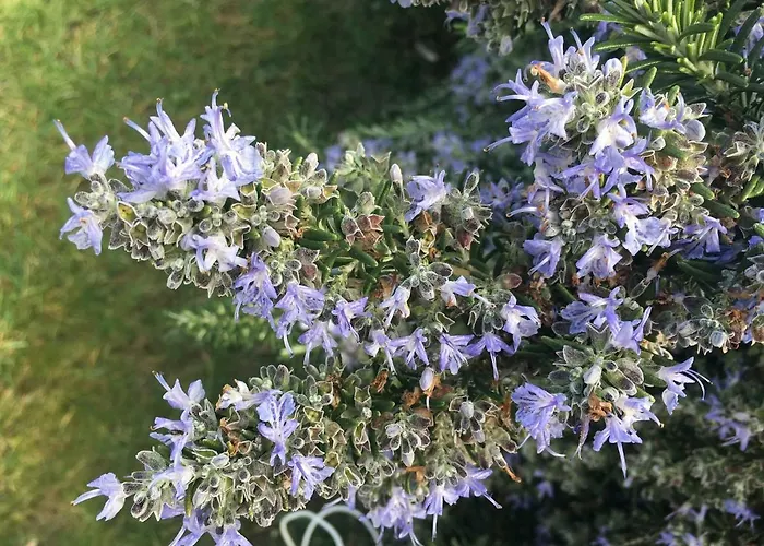Petradoru LʼÎle-Rousse