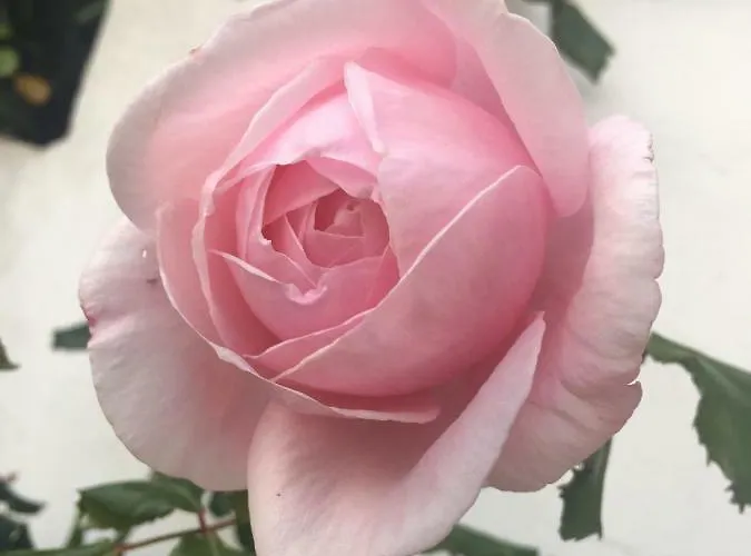 Petradoru LʼÎle-Rousse